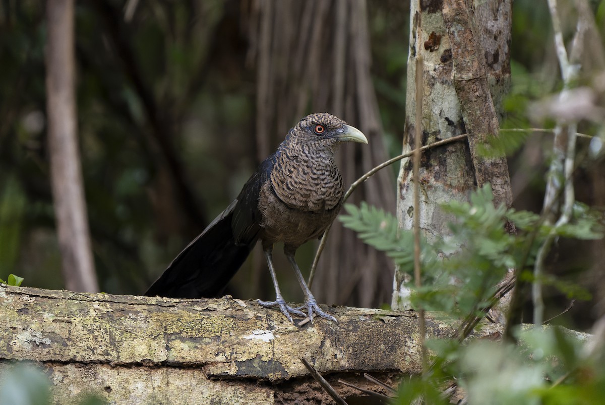 Rufous-vented Ground-Cuckoo (Atlantic) - ML644316890