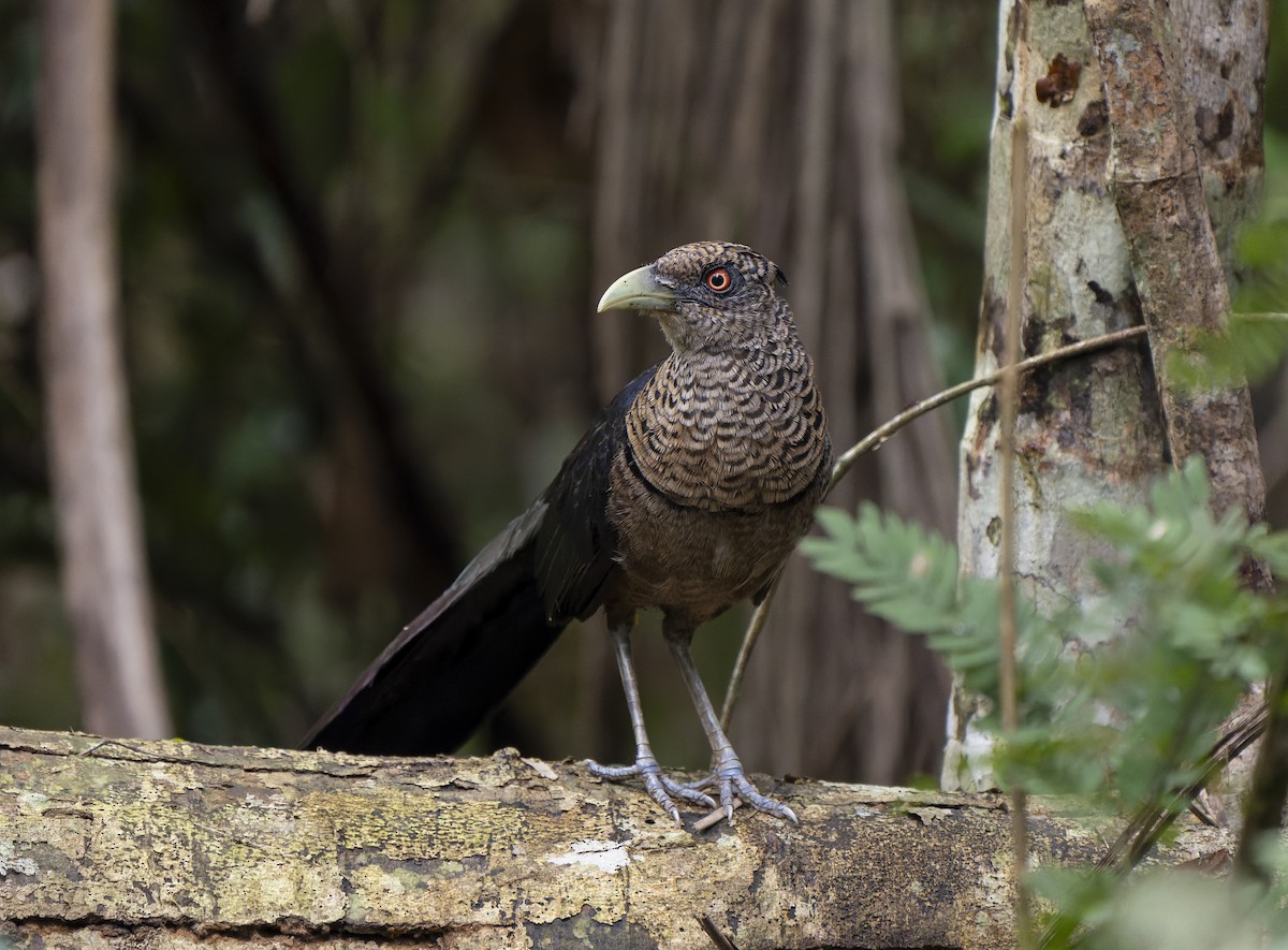 Rufous-vented Ground-Cuckoo (Atlantic) - ML644316891