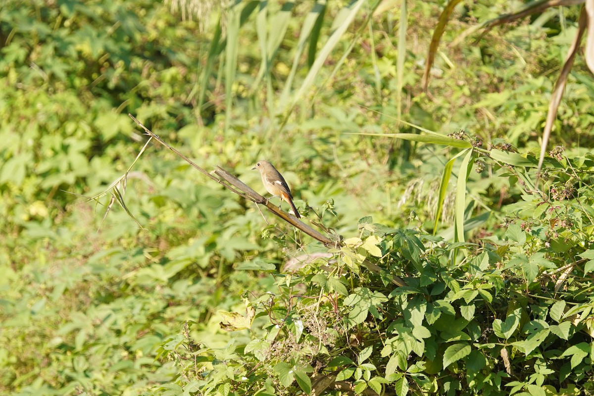 Daurian Redstart - ML644316895