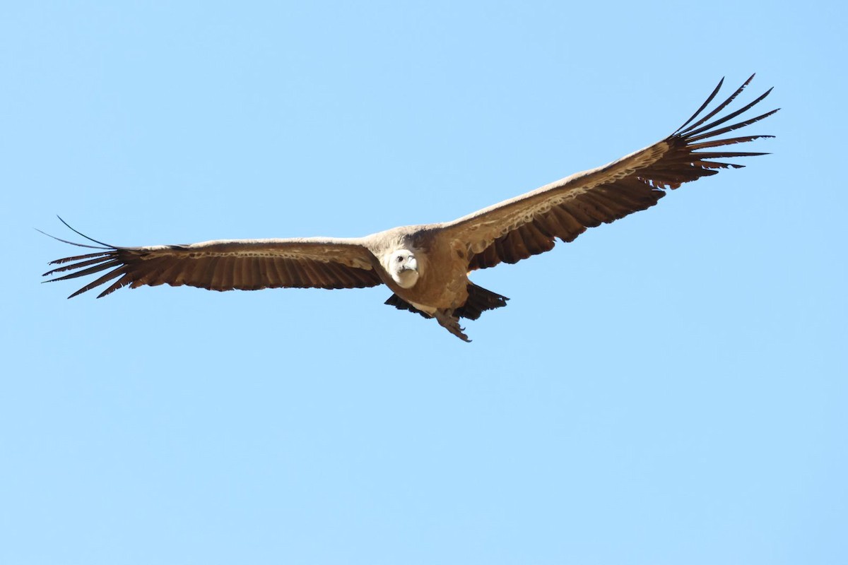 sup bělohlavý - ML644316921