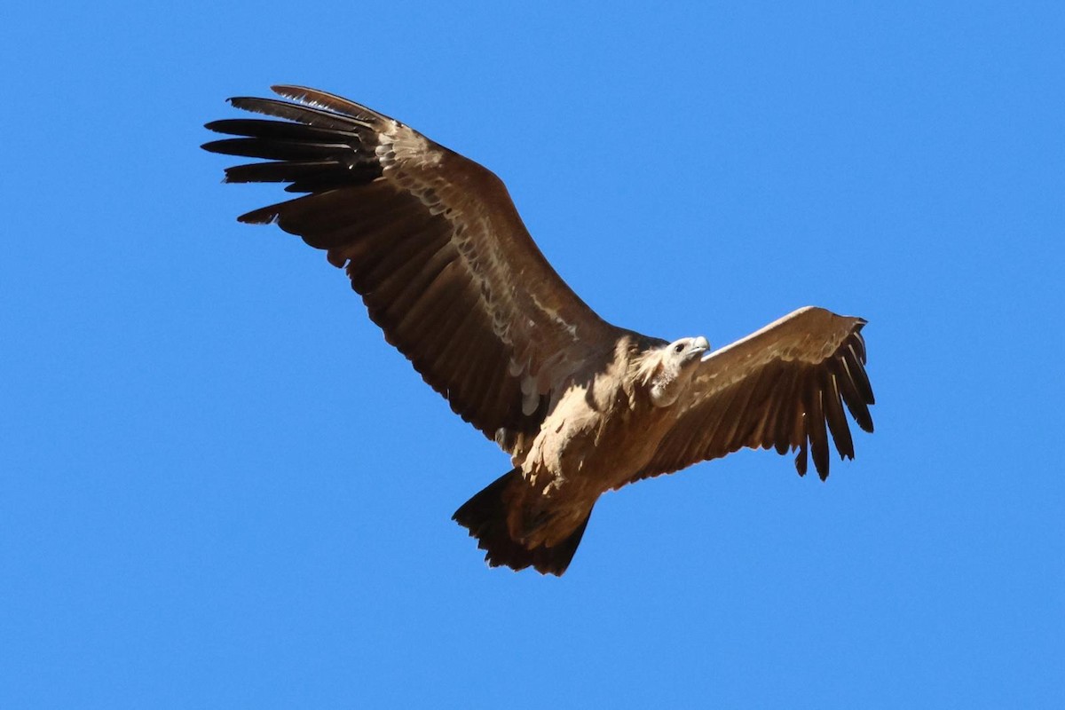 sup bělohlavý - ML644316931