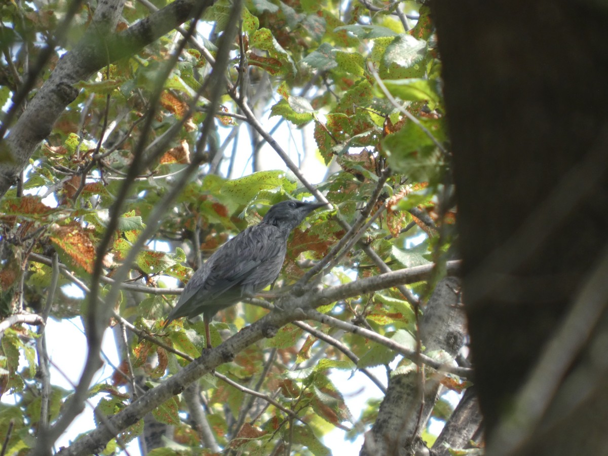 middelhavsstær - ML644316937