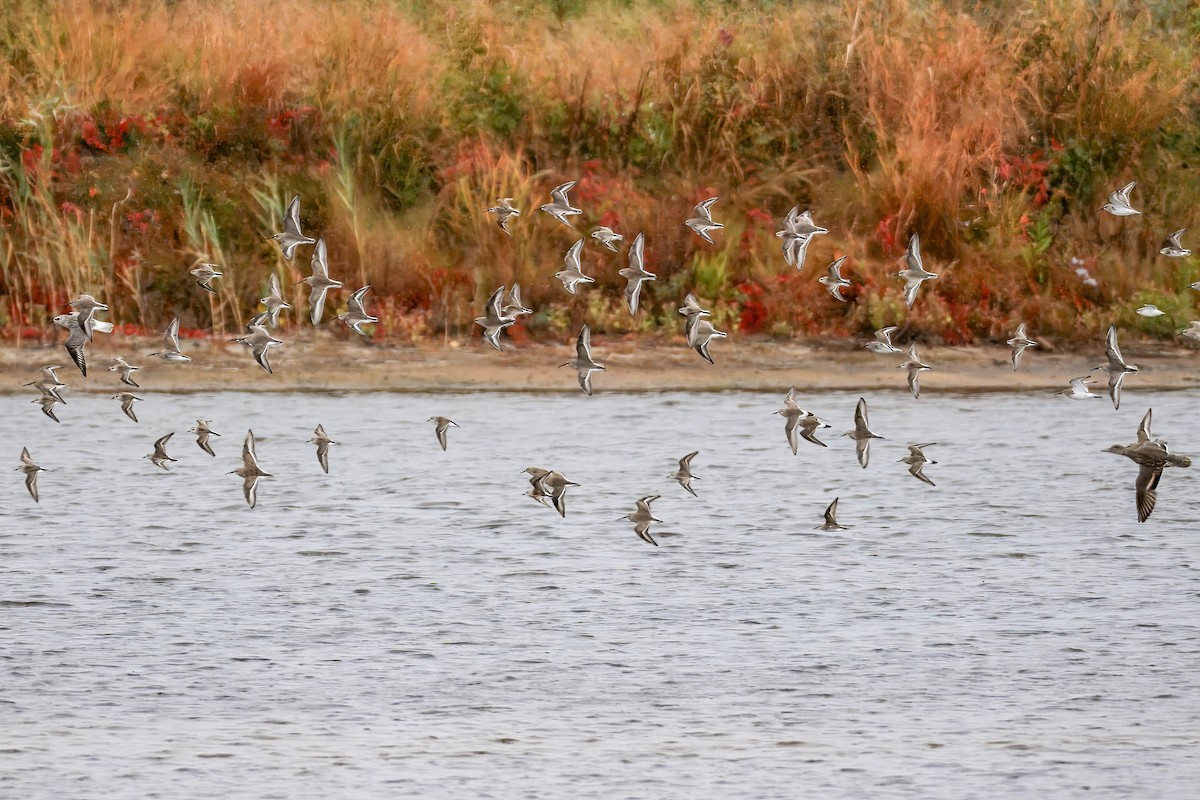Correlimos sp. - ML644316973