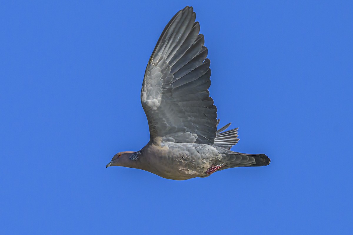 Голуб аргентинський - ML644316978