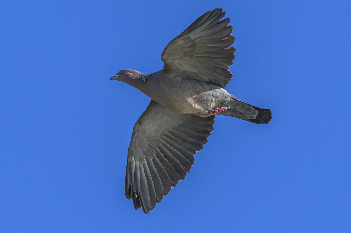 Голуб аргентинський - ML644316981