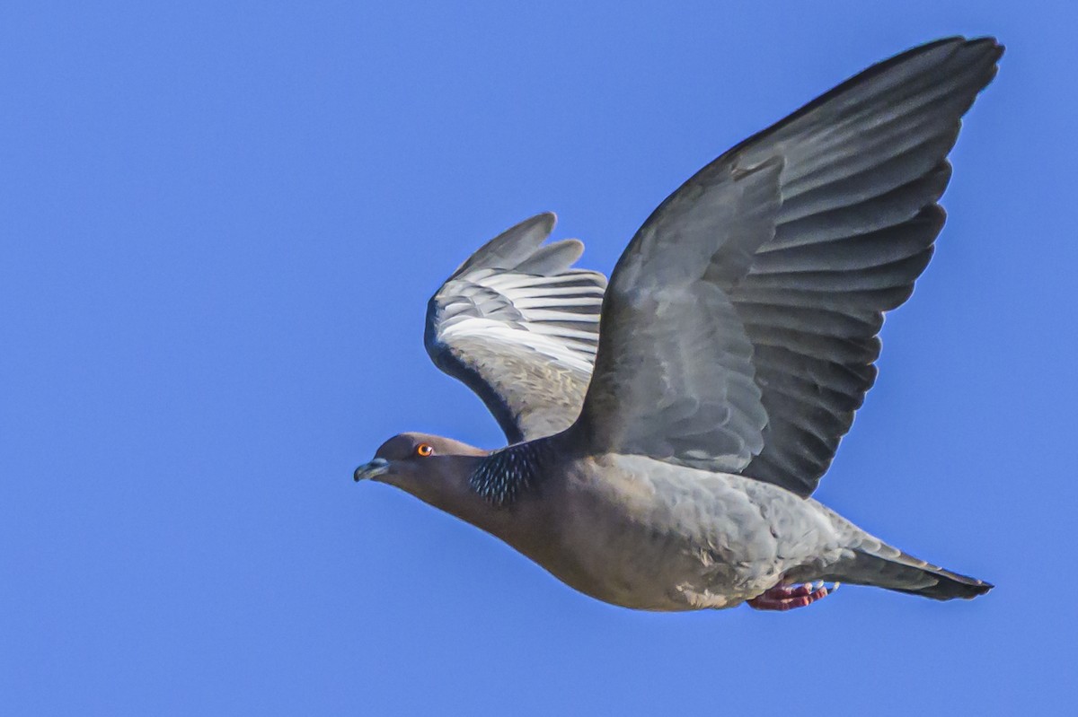 Голуб аргентинський - ML644316982