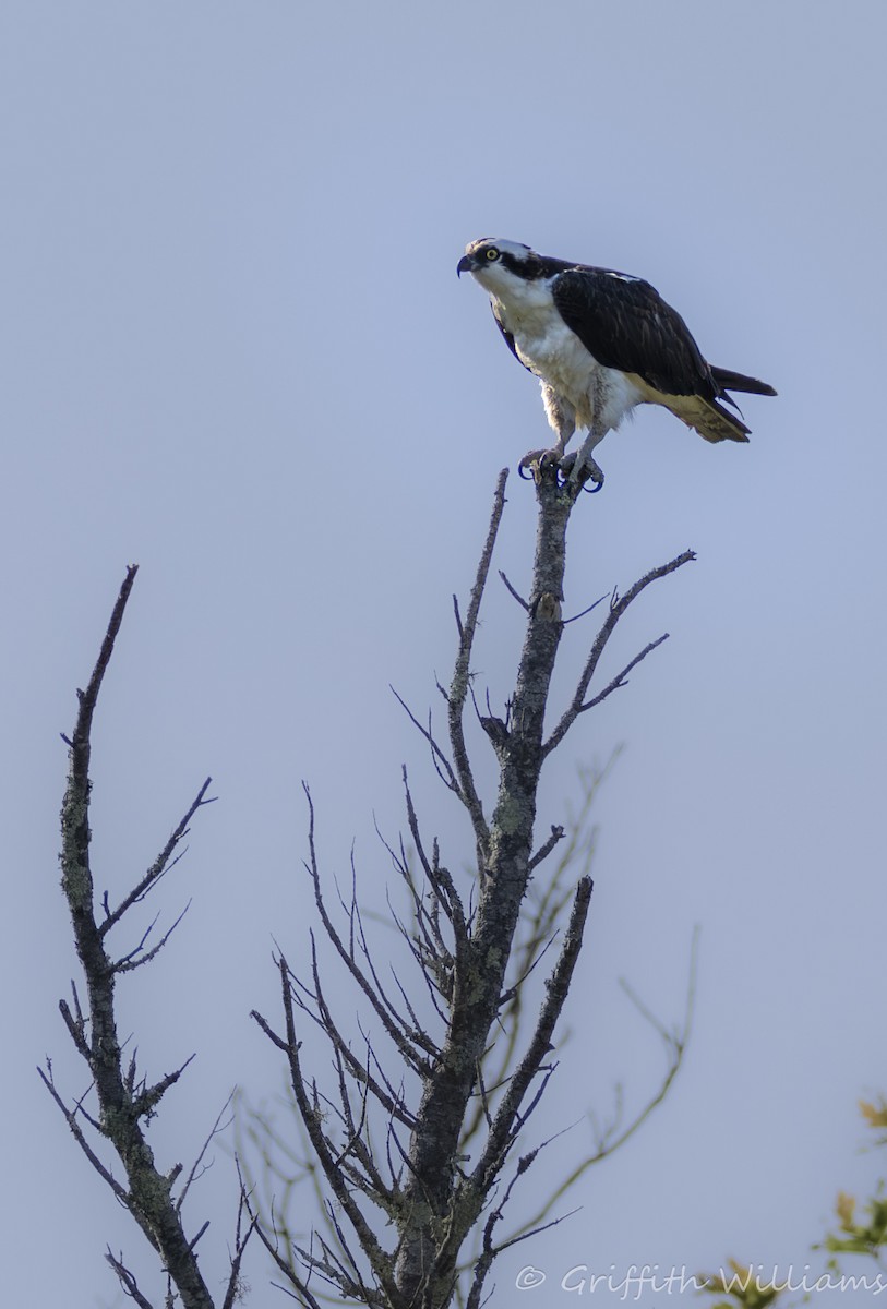 Arrano arrantzalea - ML644316997