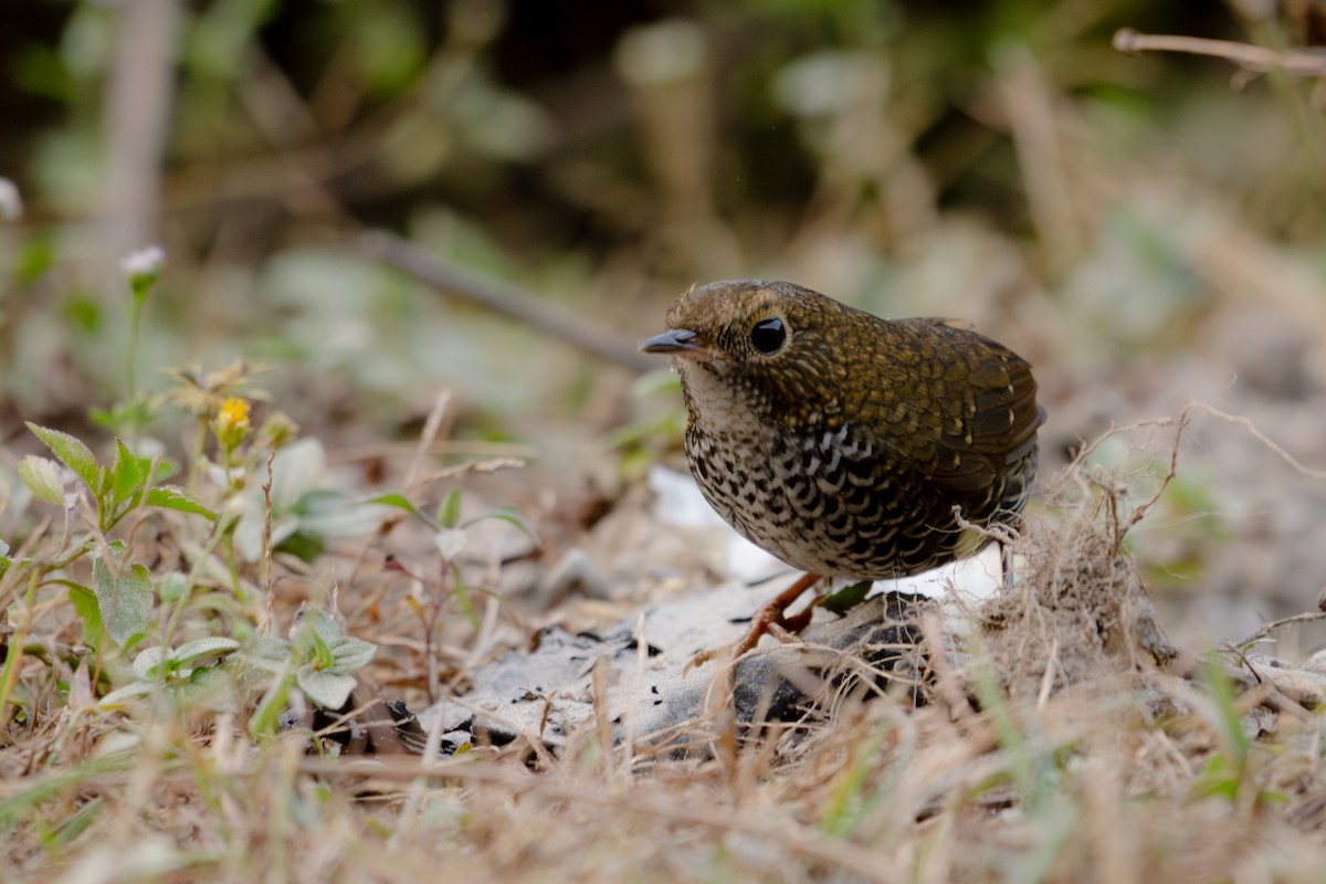 Scaly-breasted Cupwing - ML644317000
