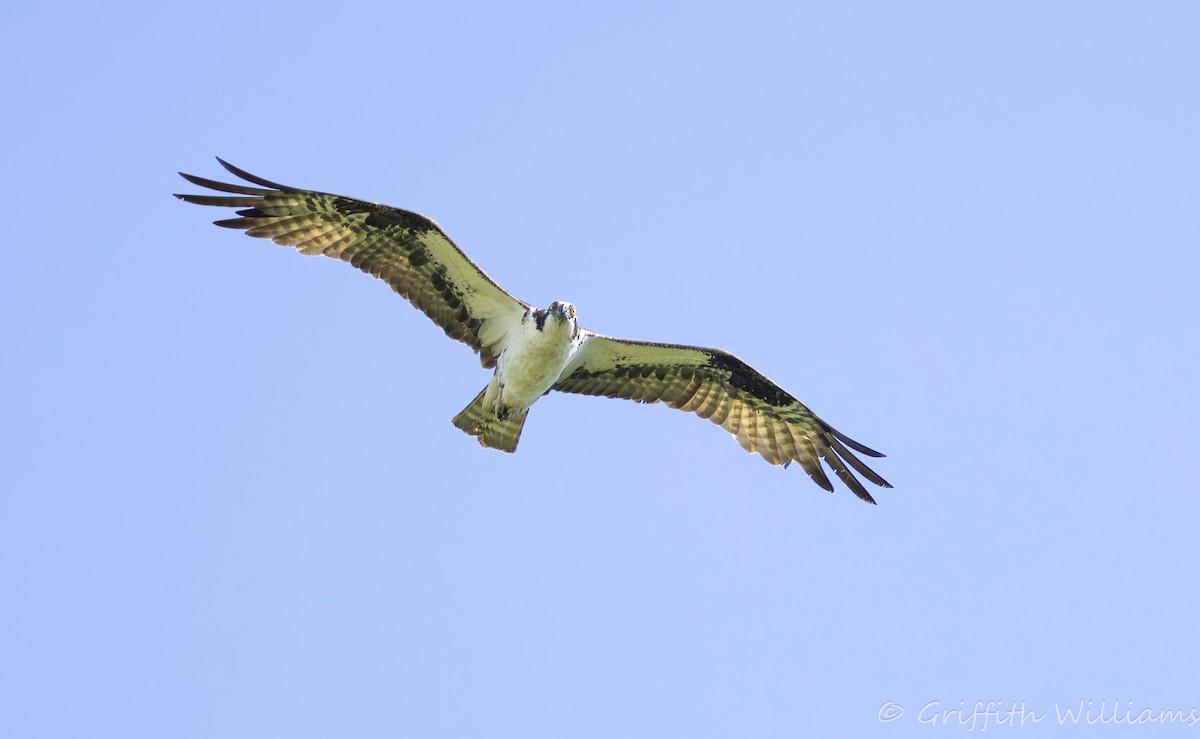 Arrano arrantzalea - ML644317001