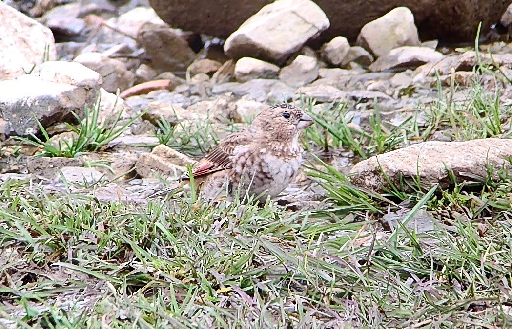 Crimson-winged Finch - ML644317002