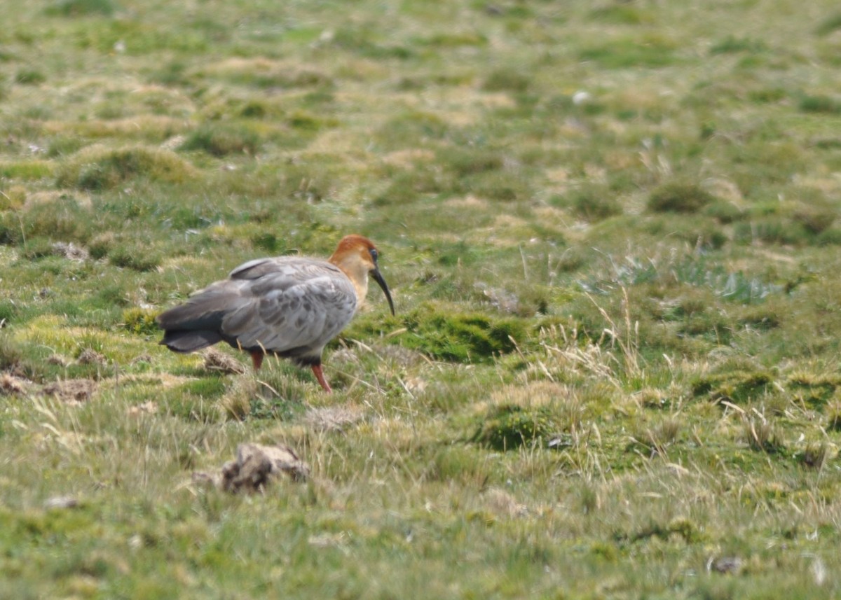 Andean Ibis - ML644317004