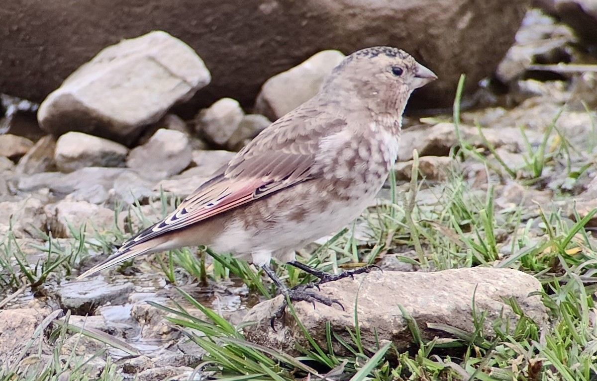 Crimson-winged Finch - ML644317006
