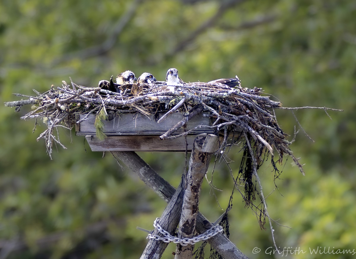 Arrano arrantzalea - ML644317009