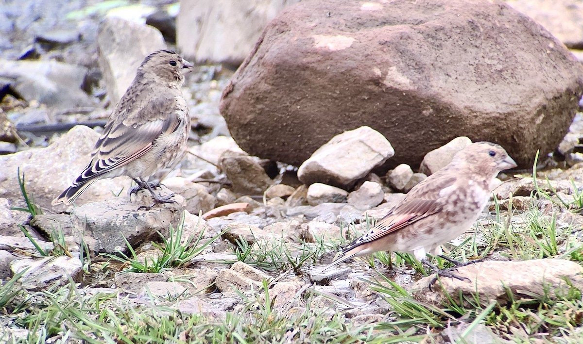 Crimson-winged Finch - ML644317010