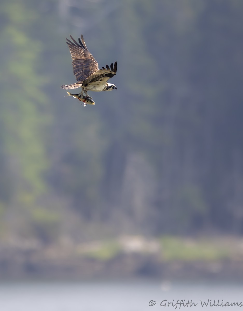 Arrano arrantzalea - ML644317020