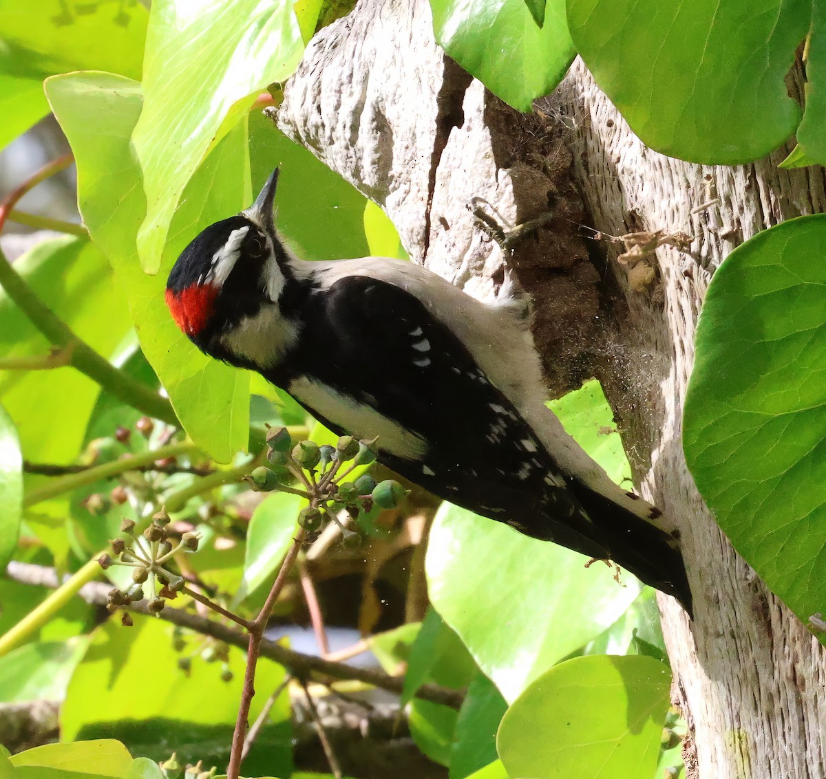 Дятел пухнастий - ML644317026