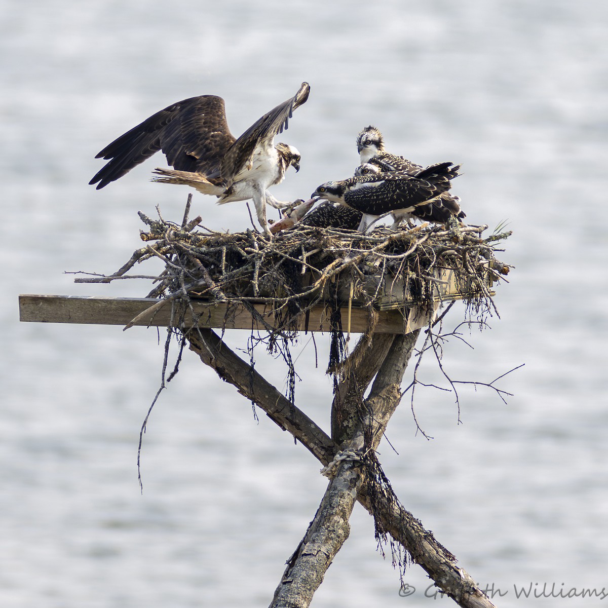 Arrano arrantzalea - ML644317029