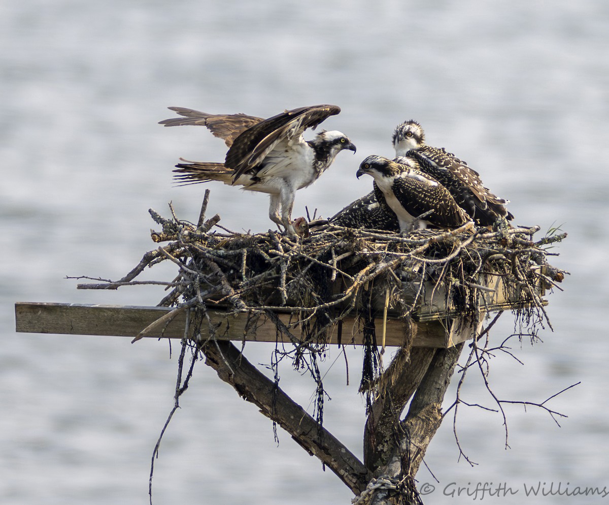 Arrano arrantzalea - ML644317030