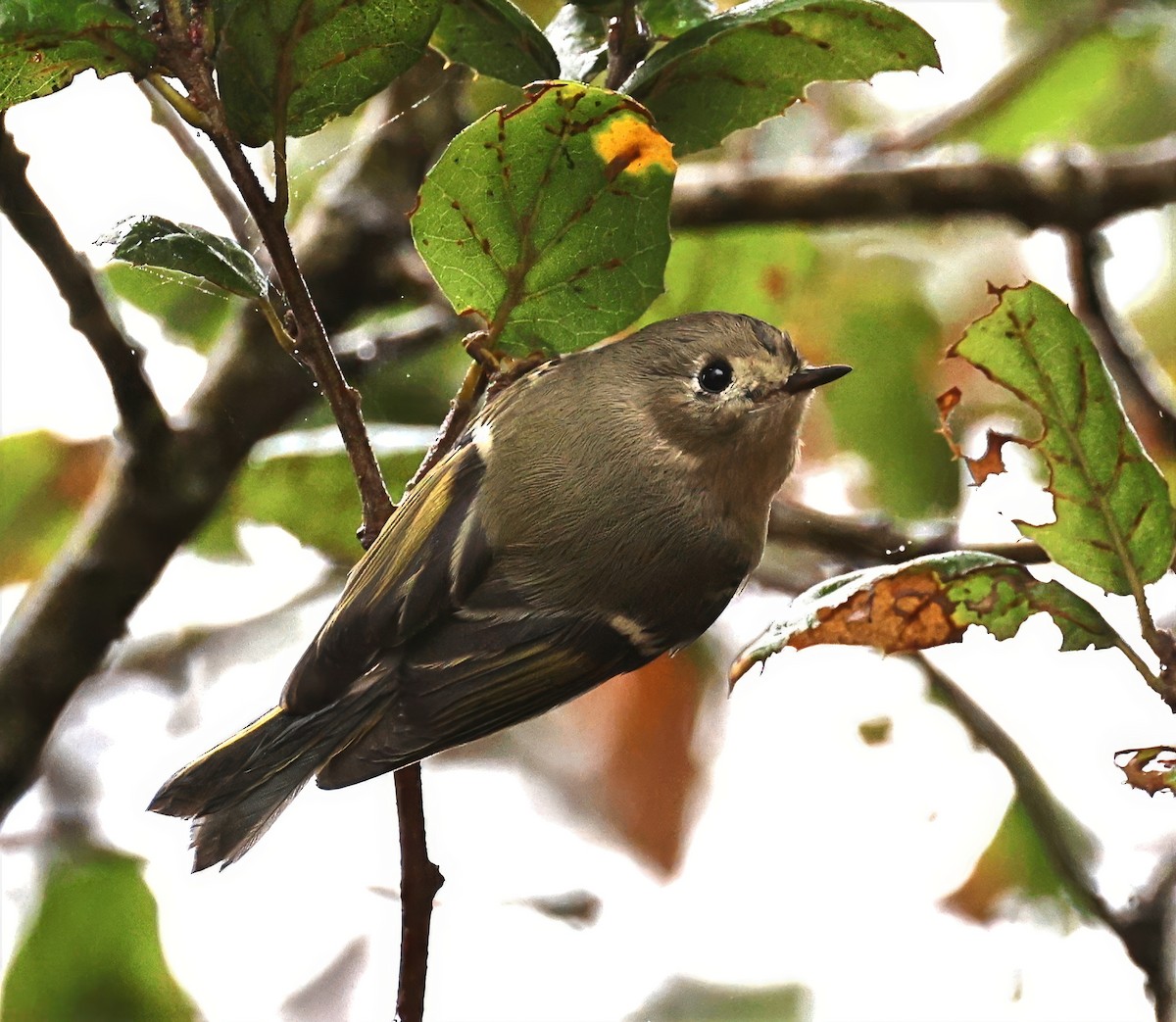 Золотомушка рубіновочуба - ML644317032