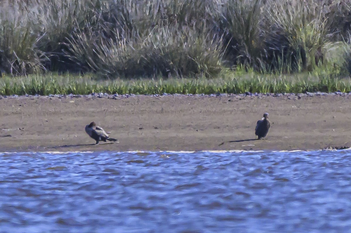 Neotropic Cormorant - ML644317037