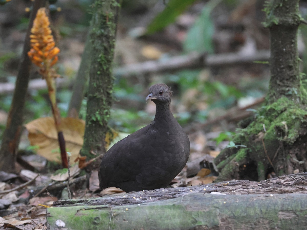 Cinereous Tinamou - ML644317038