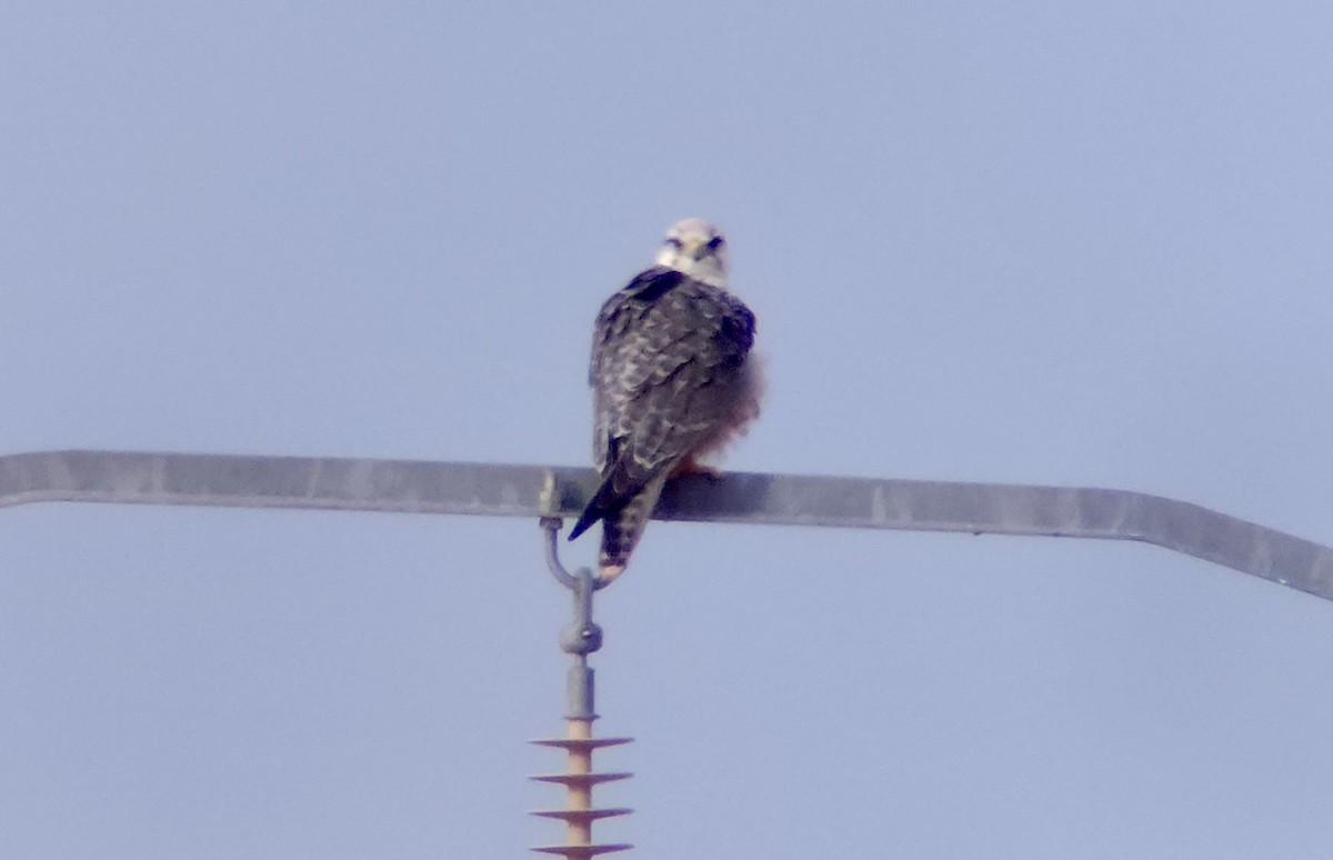 ラナーハヤブサ - ML644317047