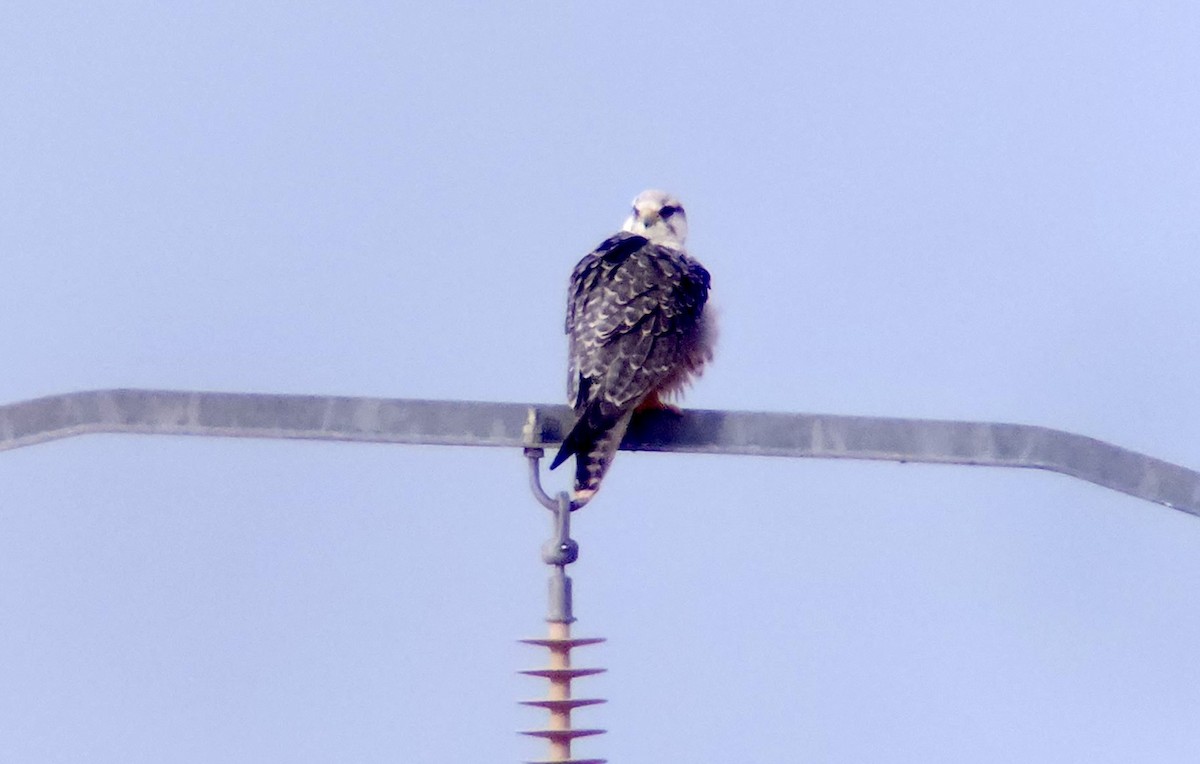 ラナーハヤブサ - ML644317050