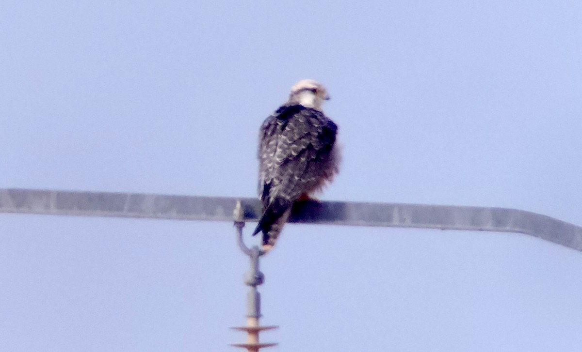 ラナーハヤブサ - ML644317051