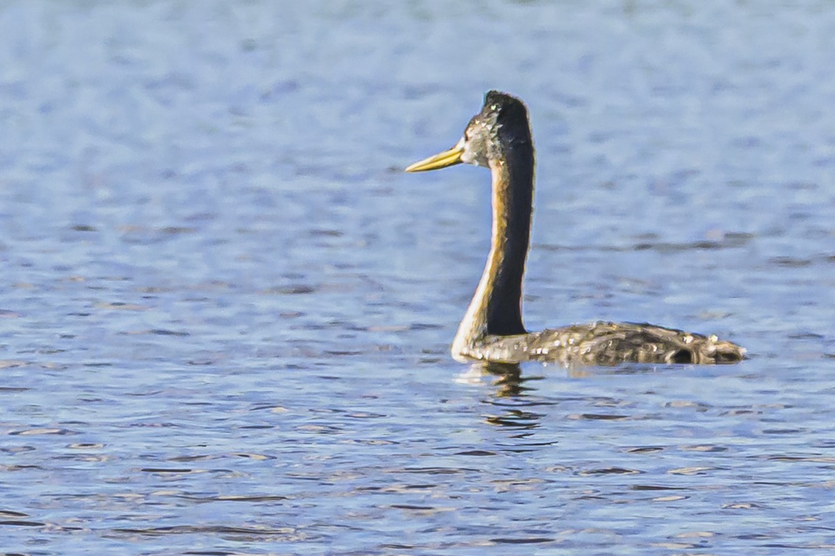 spyddykker - ML644317058