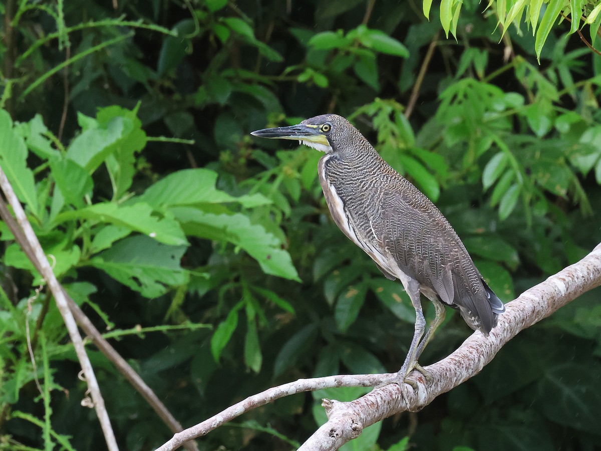 Amerika Kaplan Balıkçılı - ML644317074