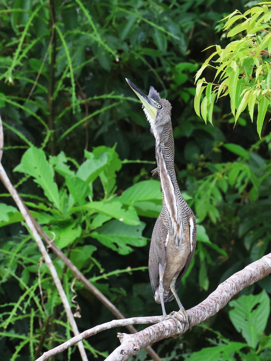 Amerika Kaplan Balıkçılı - ML644317076