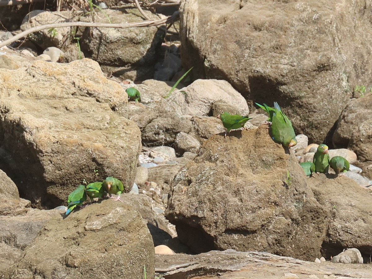 Cobalt-winged Parakeet - ML644317083