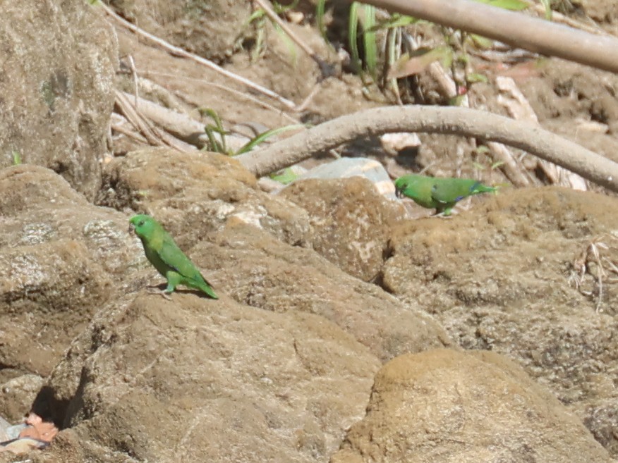 Dusky-billed Parrotlet - ML644317095