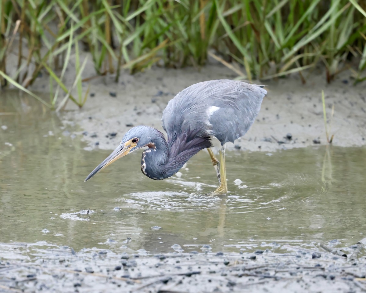 Tricolored Heron - ML644317108