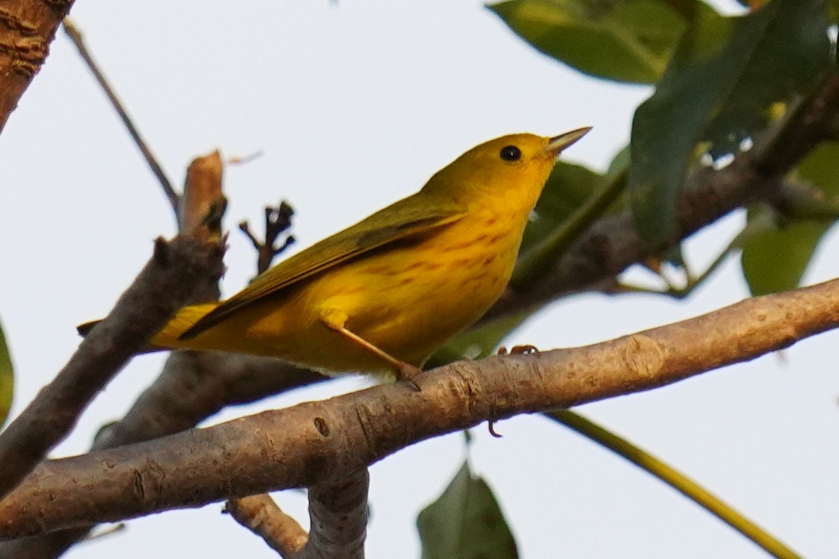 Sarı Ötleğen - ML644317126