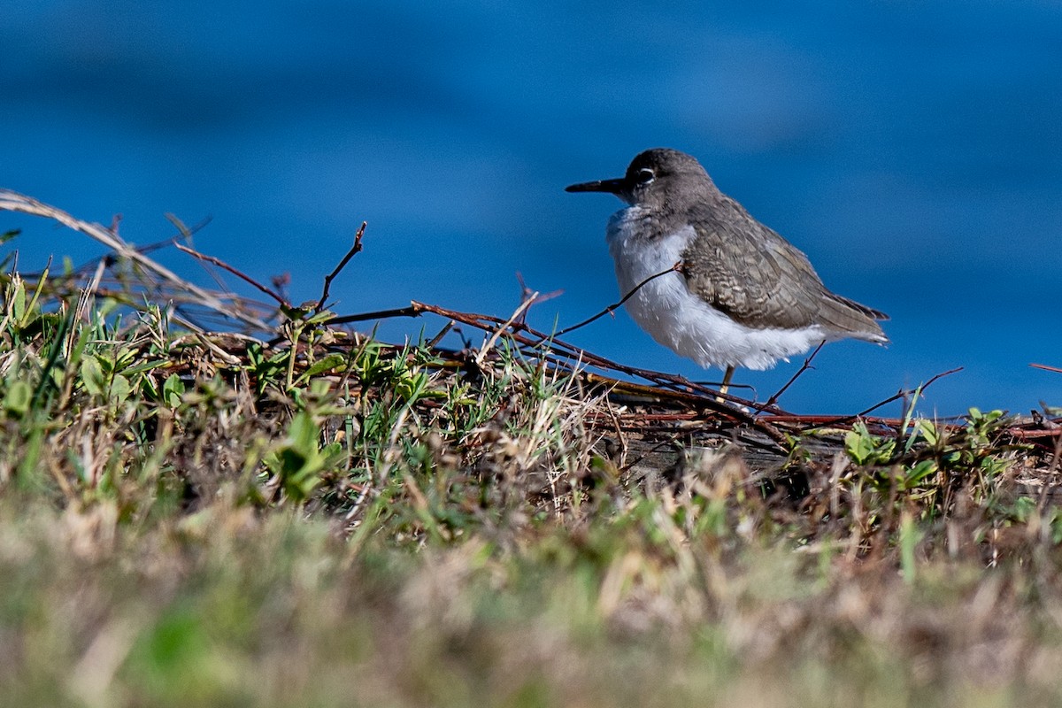 アメリカイソシギ - ML644317129