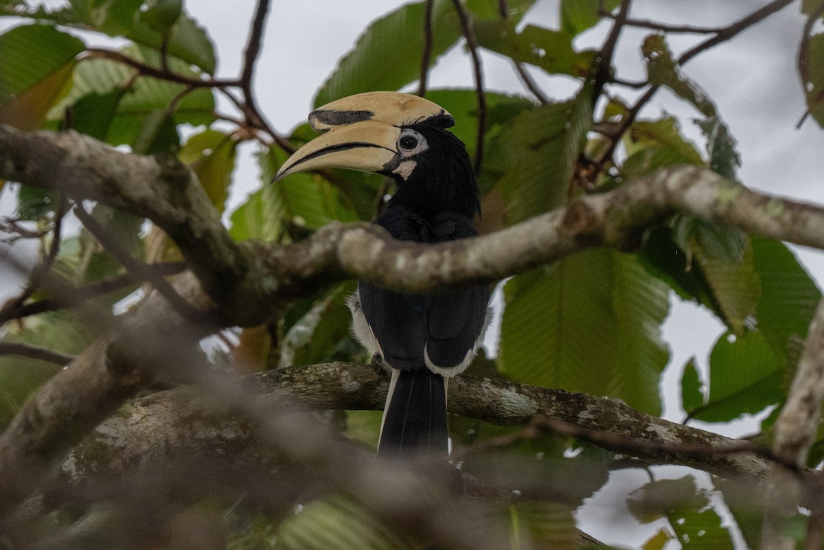 キタカササギサイチョウ - ML644317144