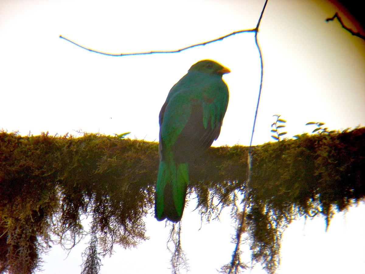 Golden-headed Quetzal - ML644317146