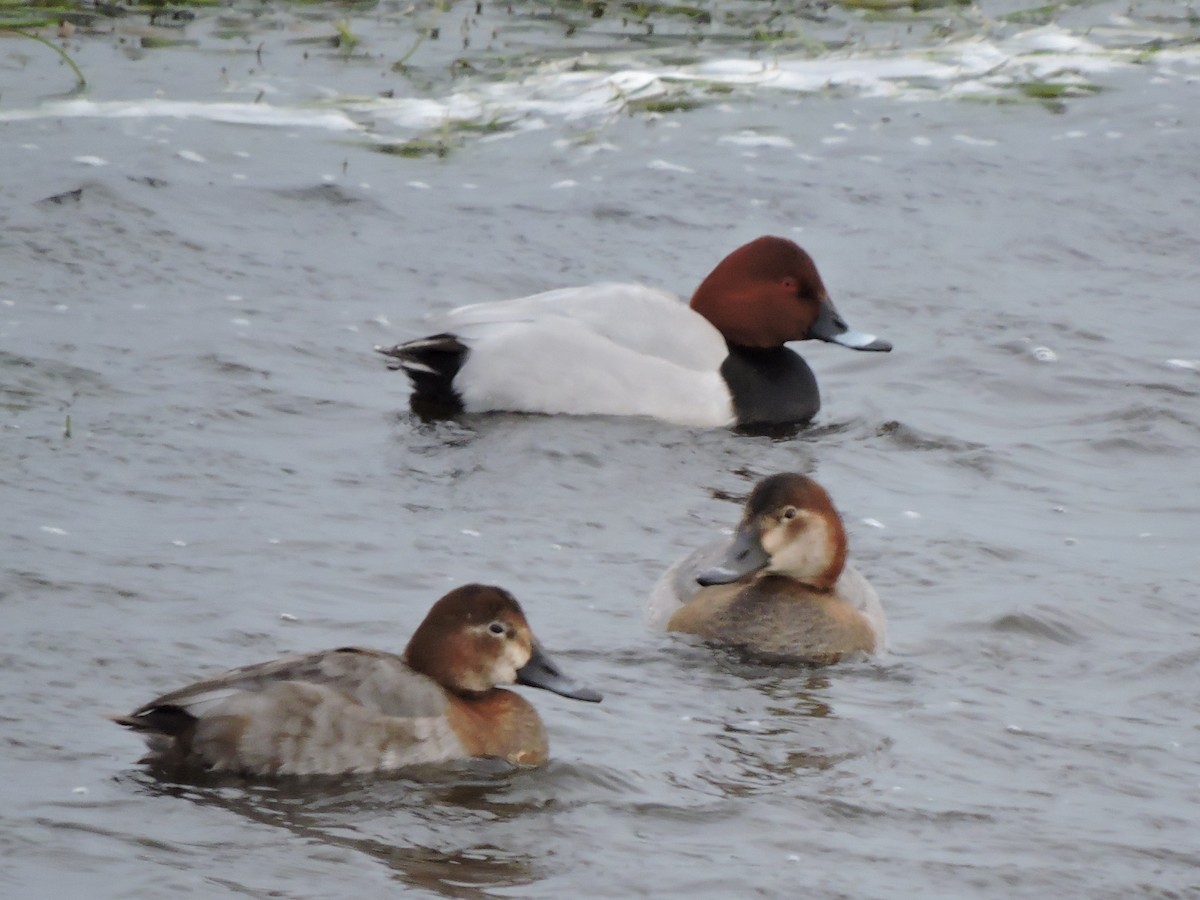 Fuligule milouin - ML644317147