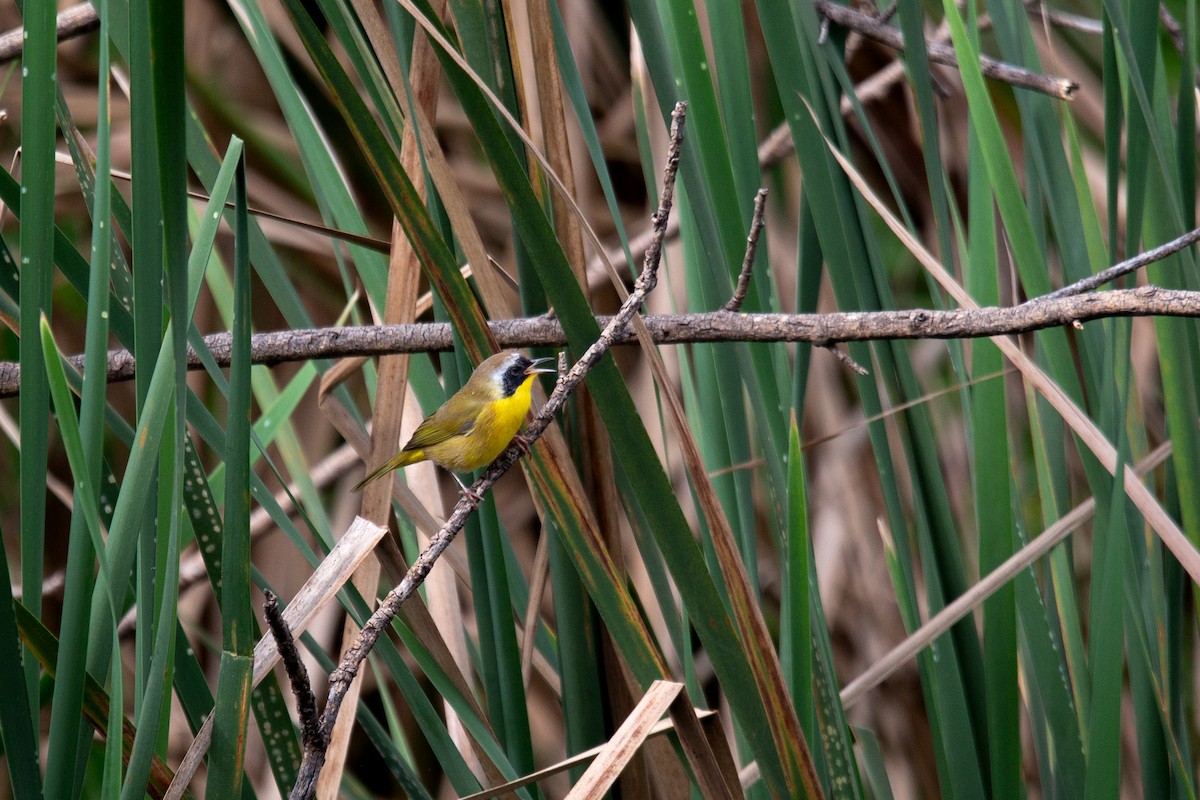 Common Yellowthroat - ML644317149