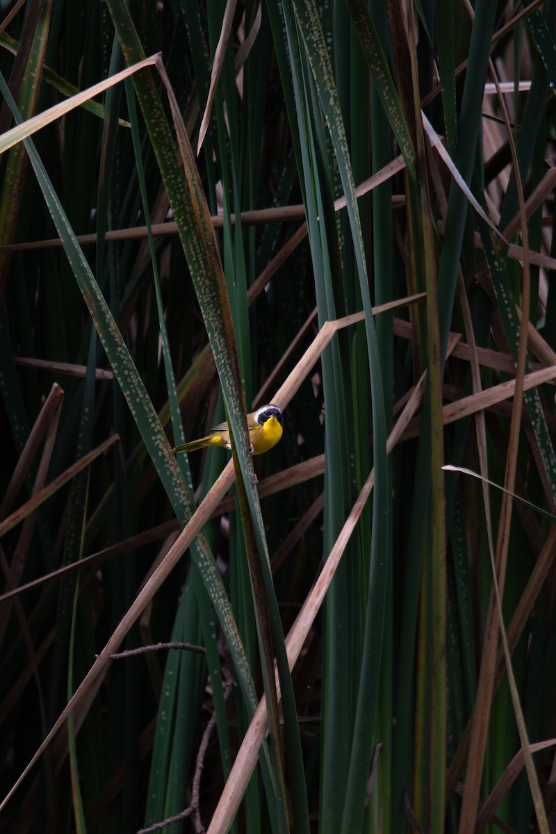 Common Yellowthroat - ML644317150