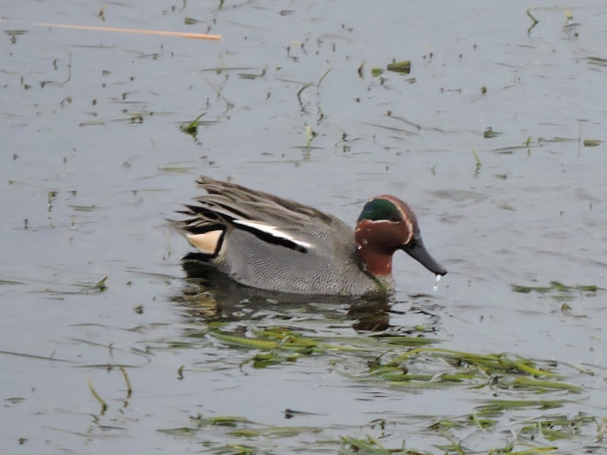 Sarcelle d'hiver - ML644317156