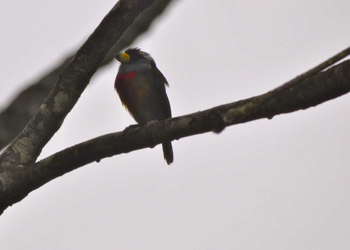 bradáček tukaní - ML644317164