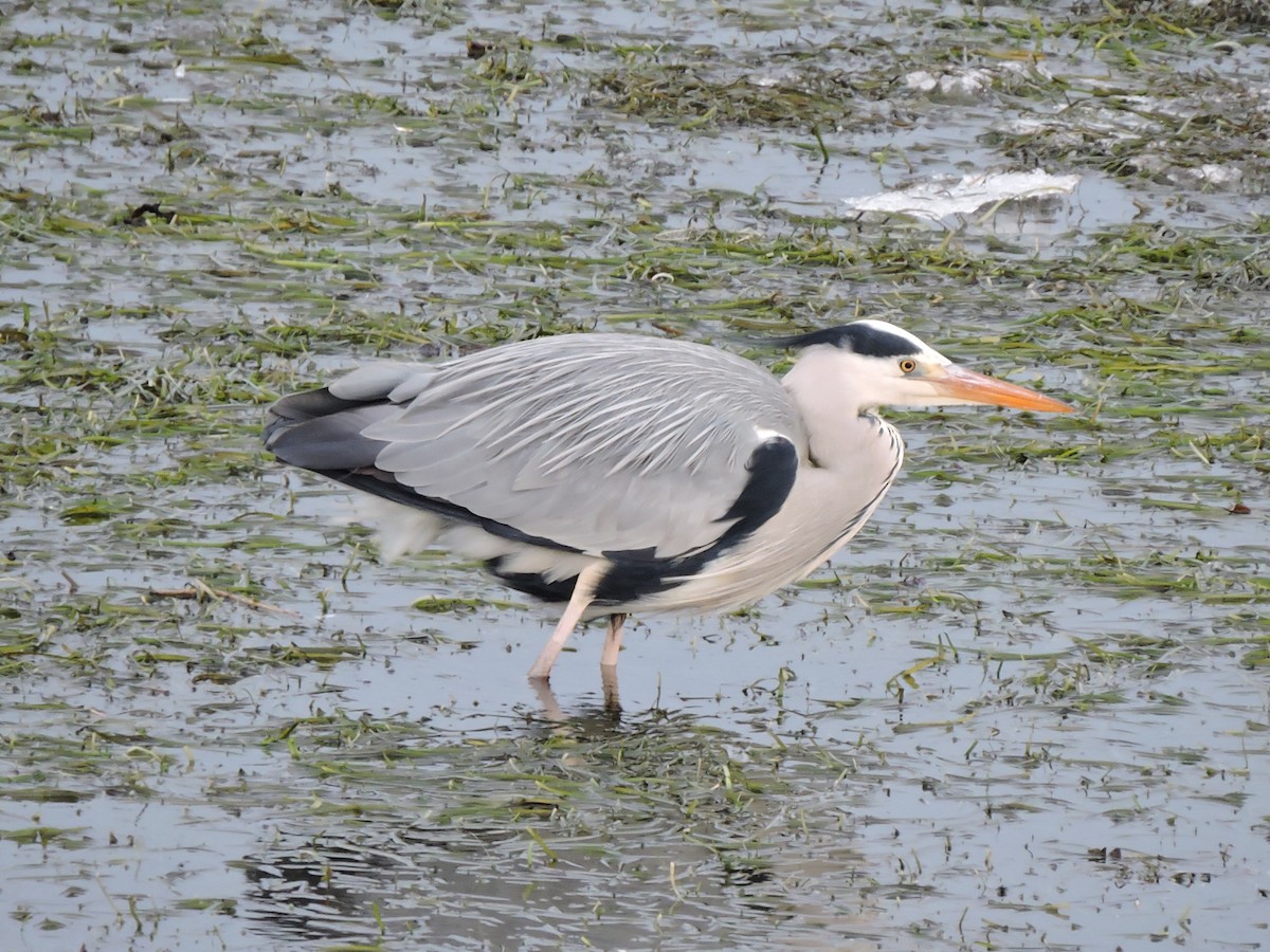 Héron cendré - ML644317168