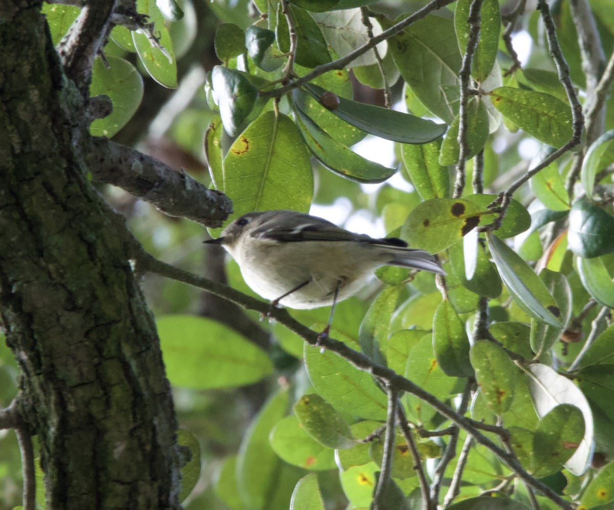 Ruby-crowned Kinglet - ML644317169