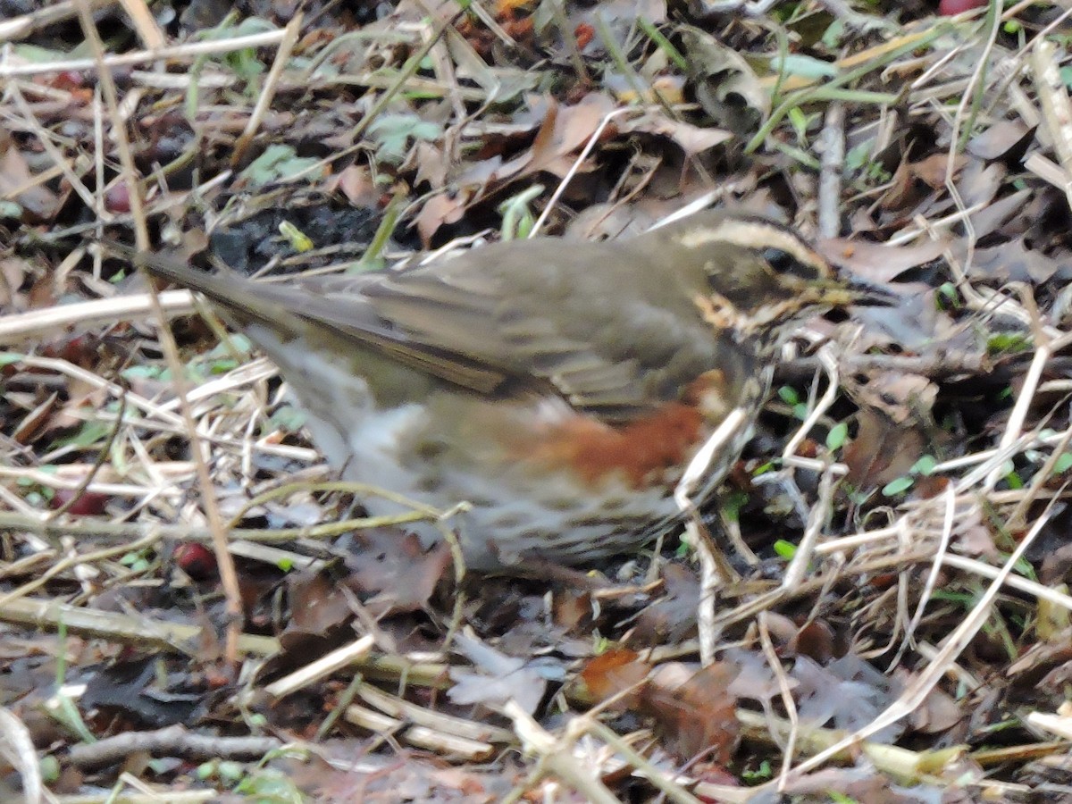 Grive mauvis - ML644317179