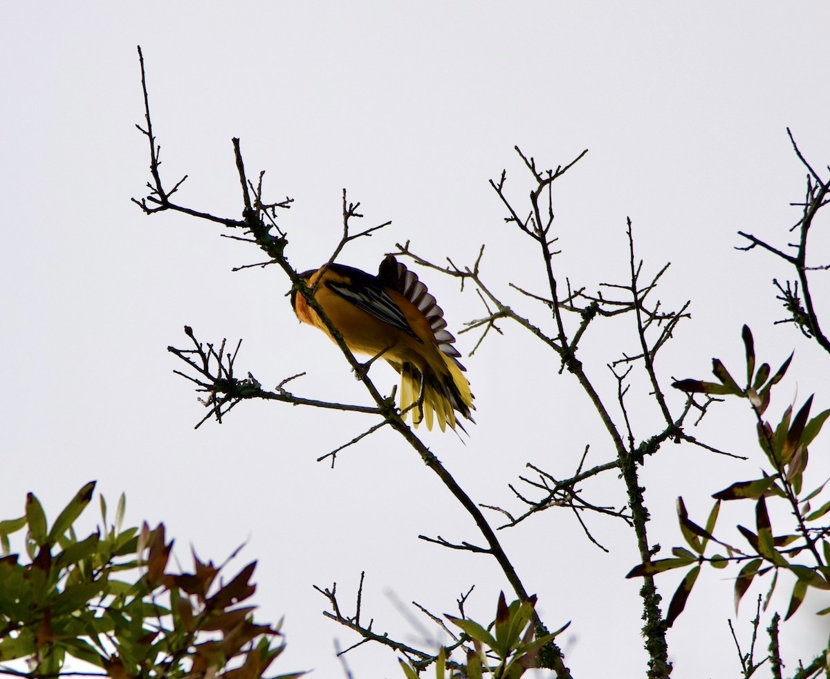Baltimore Oriole - ML644317186