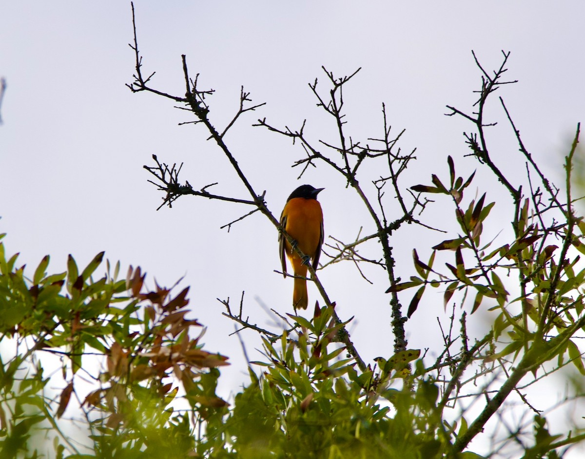 Baltimore Oriole - ML644317187
