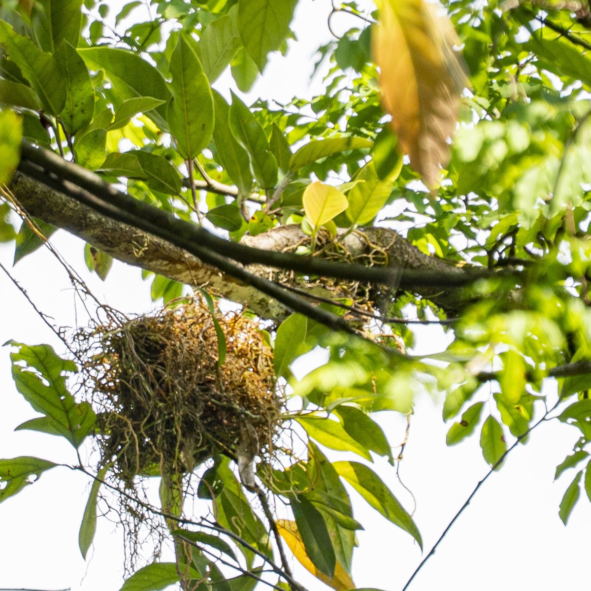 Crested Becard - ML644317189