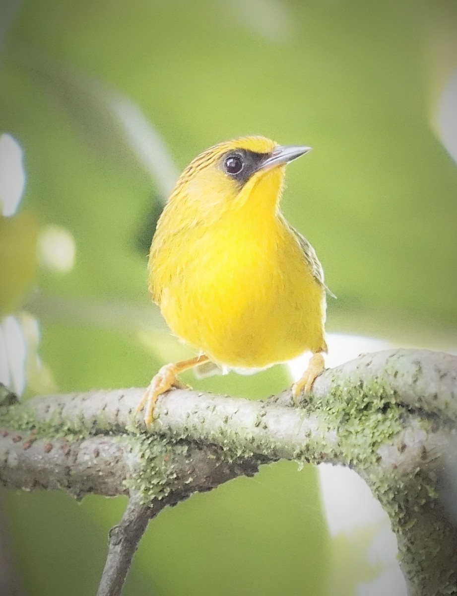 Golden Babbler - ML644317217